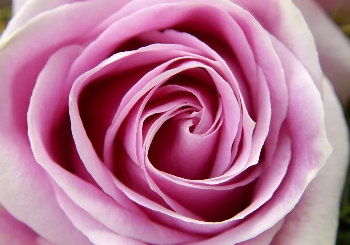 Stampa con cornice : Rosa rosa. Stampa con cornice : Rosa rosa.