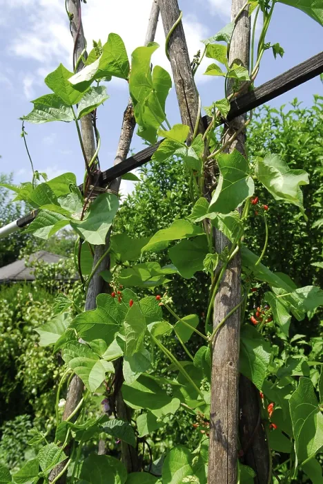 Stampa con cornice : Fagioli di Vigna Stampa con cornice : Fagioli di Vigna