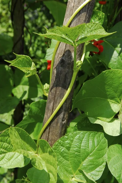 Stampa con cornice : Fagioli di Vigna