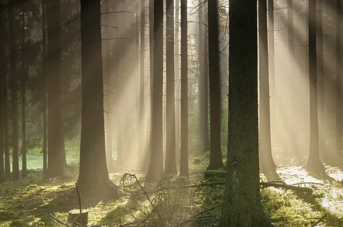 Stampa con cornice : Foresta di Pollwitz, Turingia. Stampa con cornice : Foresta di Pollwitz, Turingia.