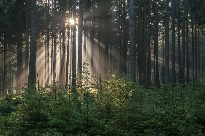 Stampa con cornice : Foresta di Pöllwitz, Turingia. Stampa con cornice : Foresta di Pöllwitz, Turingia.