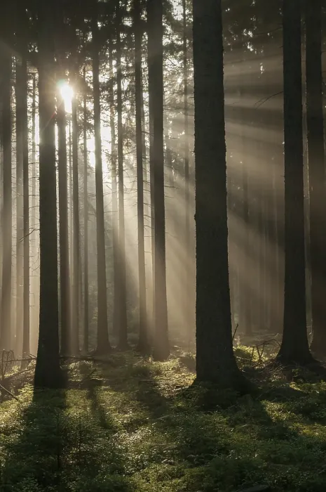 Stampa con cornice : Foresta di Pollwitzer, Turingia. Stampa con cornice : Foresta di Pollwitzer, Turingia.