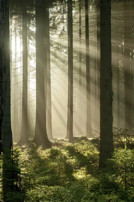 Stampa con cornice : Foresta di Pollwitzer, Turingia. Stampa con cornice : Foresta di Pollwitzer, Turingia.