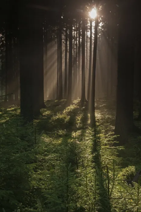 Stampa con cornice : Foresta di Pollwitzer, Turingia Stampa con cornice : Foresta di Pollwitzer, Turingia