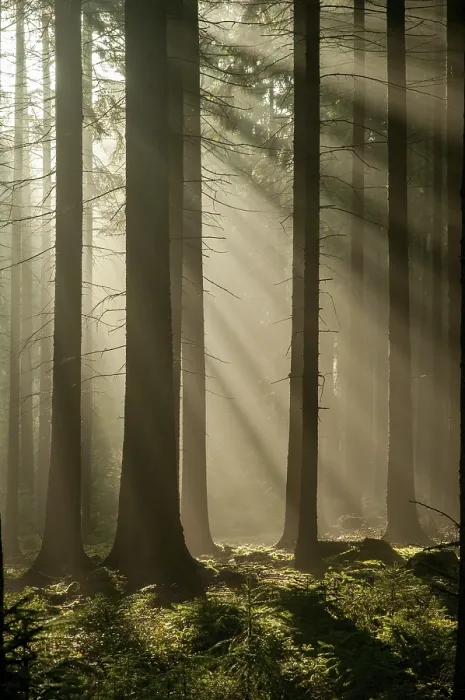 Stampa con cornice : Foresta di Pöllwitz, Turingia Stampa con cornice : Foresta di Pöllwitz, Turingia