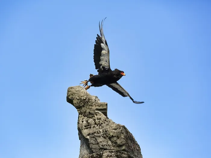 Stampa con cornice : Bateleur, cattivo, aquila serpente. Stampa con cornice : Bateleur, cattivo, aquila serpente.