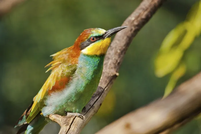Stampa con cornice : Merlo (Merops apiaster)