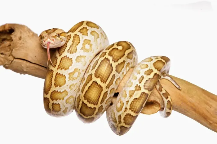 Stampa con cornice : Pitone del Siam (Python molurus bivittatus)