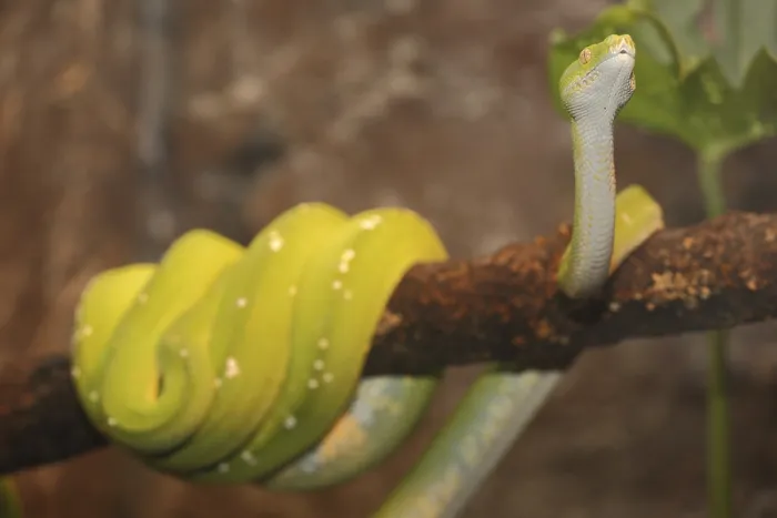 Stampa con cornice : Pitone verde di albero (Chondropython viridis), in cattività.