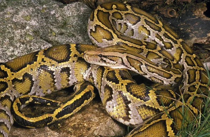Stampa con cornice : INDIAN Serpente indiano (Python molurus) Stampa con cornice : INDIAN Serpente indiano (Python molurus)