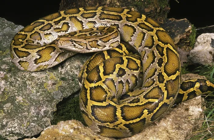 Stampa con cornice : INDIAN Serpente indiano (python molurus) Stampa con cornice : INDIAN Serpente indiano (python molurus)