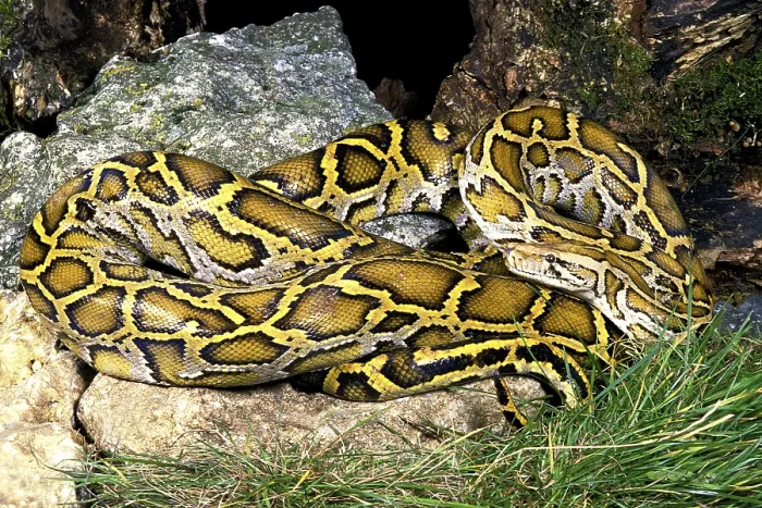 Stampa con cornice : Pitone indiano (Python molurus)