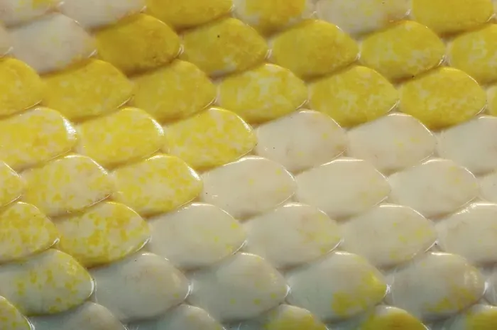 Stampa con cornice : Python indiano (Python molurus bivittatus)