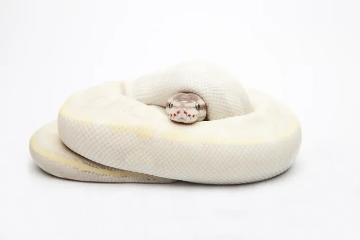 Stampa con cornice : Opale di diamante Ball Python o Python reale (Python regius)