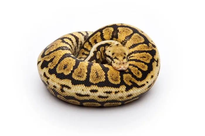 Stampa con cornice : Ball Python o Serpente Powerball (Python regius)