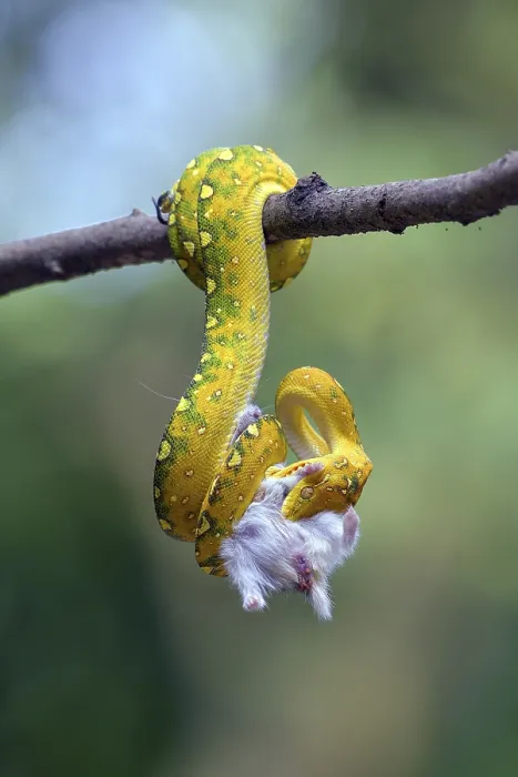 Stampa con cornice : Il Python cattura una preda su un albero.