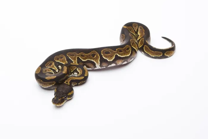 Stampa con cornice : Python reale (Python regius), Testa nera