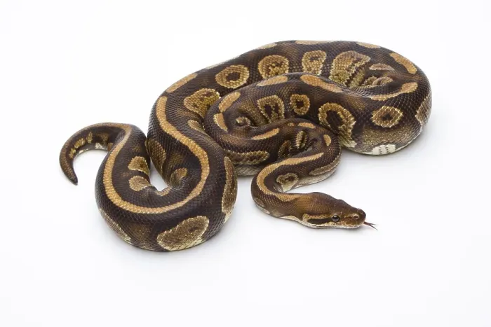 Stampa con cornice : Python reale (Python regius), Fefe