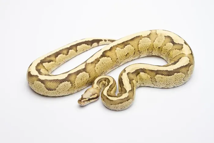 Stampa con cornice : Python reale (Python regius), Crema Vaniglia. Stampa con cornice : Python reale (Python regius), Crema Vaniglia.