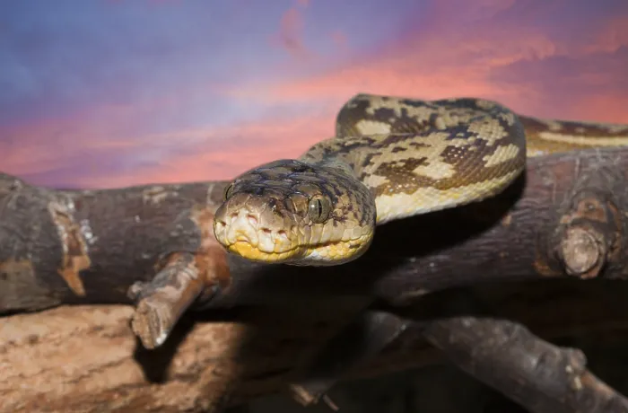 Stampa con cornice : Timor Python, Python timoriensis