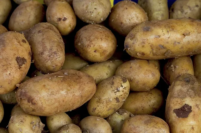 Stampa con cornice : Potatoes