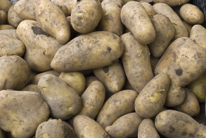 Stampa con cornice : Potatoes Stampa con cornice : Potatoes