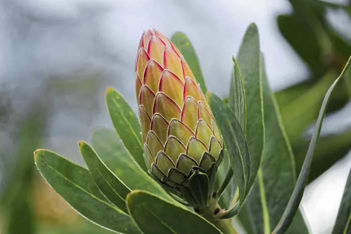 Stampa con cornice : Protea Susara Stampa con cornice : Protea Susara
