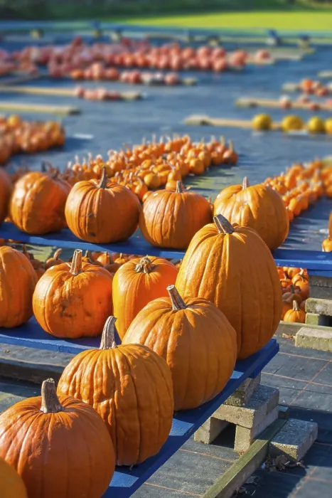 Stampa con cornice : Pumpkin Stampa con cornice : Pumpkin