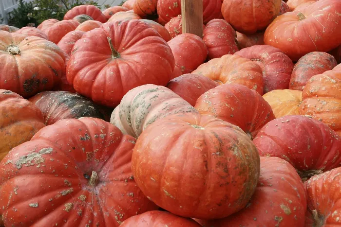 Stampa con cornice : Zucca, (Cucurbita). Stampa con cornice : Zucca, (Cucurbita).