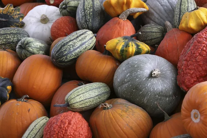 Stampa con cornice : Pumpkins Stampa con cornice : Pumpkins