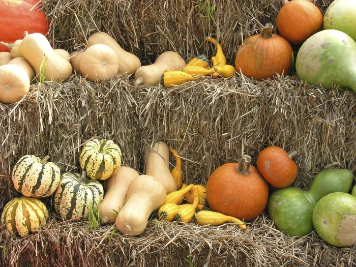 Stampa con cornice : Pumpkins Stampa con cornice : Pumpkins