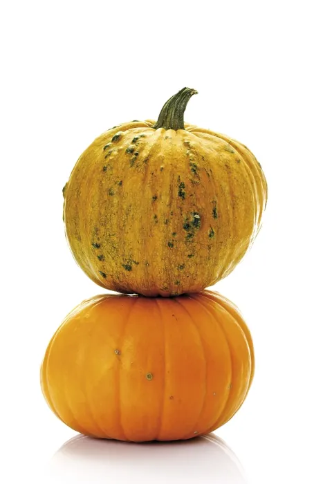 Stampa con cornice : Zucche, melanzane (Cucurbita). Stampa con cornice : Zucche, melanzane (Cucurbita).