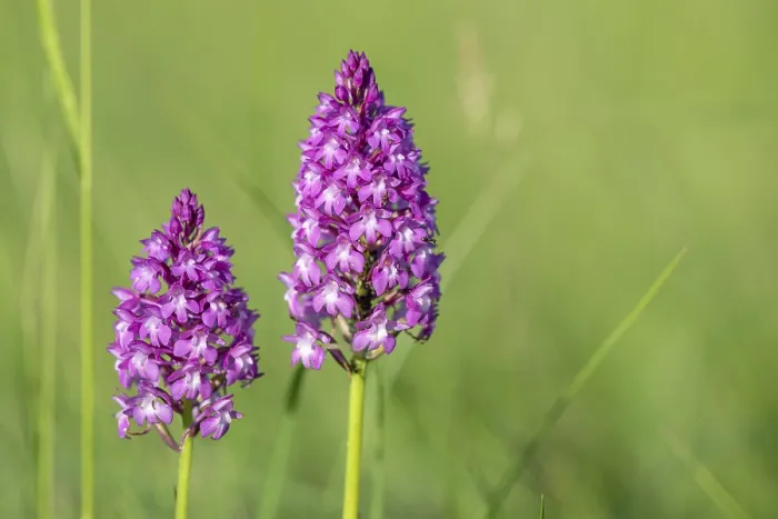 Stampa con cornice : Orchidea piramidale in un prato in primavera.
