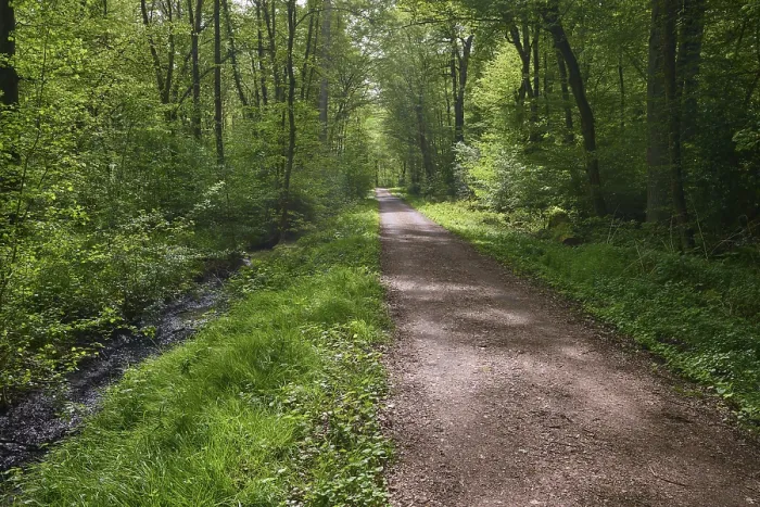 Stampa con cornice : Un sentiero di foresta tranquillo, fiancheggiato da alberi. Stampa con cornice : Un sentiero di foresta tranquillo, fiancheggiato da alberi.