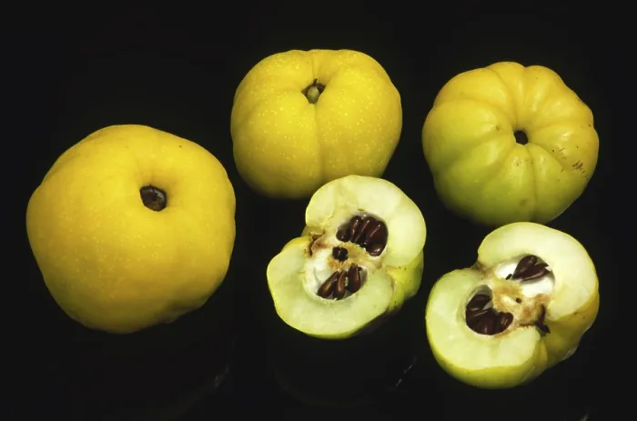 Stampa con cornice : Quinces Stampa con cornice : Quinces