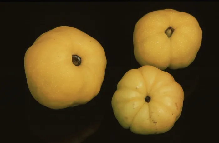Stampa con cornice : Quinces Stampa con cornice : Quinces