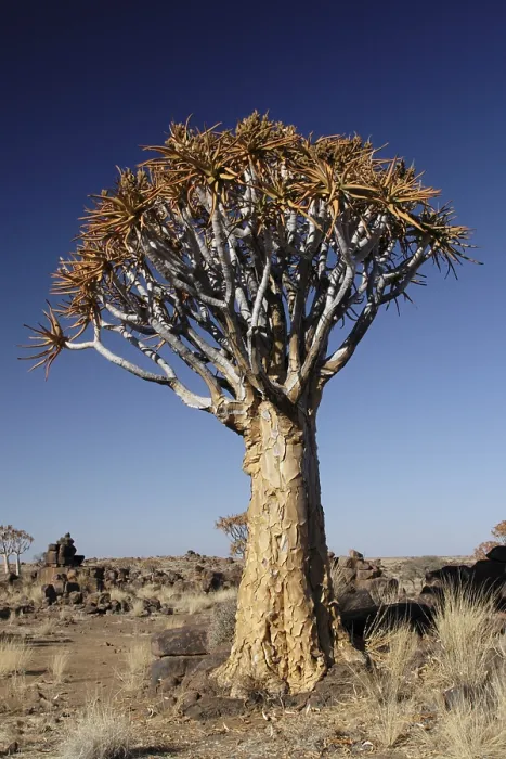 Stampa con cornice : Un albero a freccia nel deserto in Namibia.