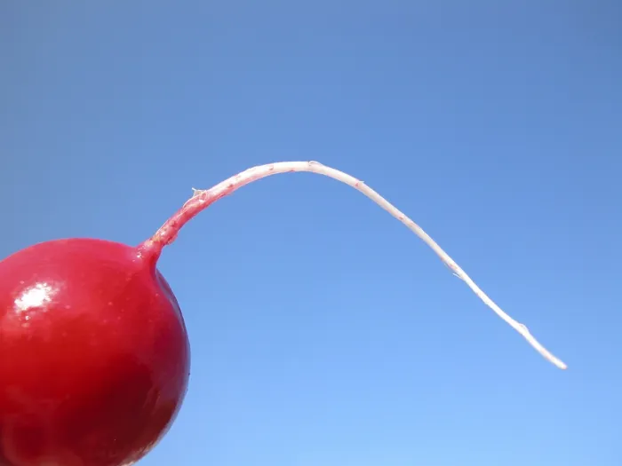 Stampa con cornice : Radish Stampa con cornice : Radish