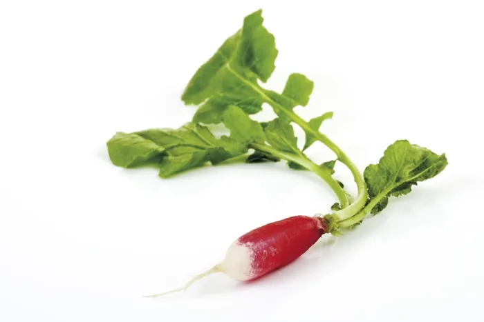 Stampa con cornice : Radish Stampa con cornice : Radish