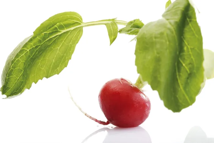 Stampa con cornice : Radish Stampa con cornice : Radish