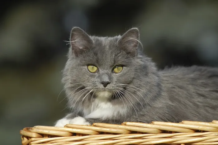 Stampa con cornice : Gatto Ragdoll, blu munito solido. Stampa con cornice : Gatto Ragdoll, blu munito solido.