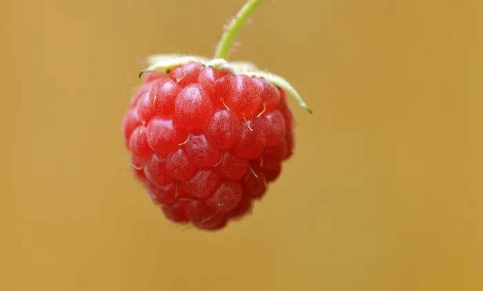Stampa con cornice : Raspberry (Rubus idaeus) Stampa con cornice : Raspberry (Rubus idaeus)