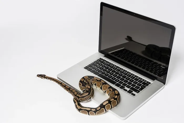 Stampa con cornice : Serpente python reale e computer portatile. Stampa con cornice : Serpente python reale e computer portatile.