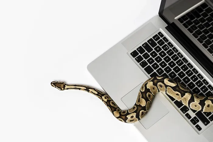 Stampa con cornice : Serpente python reale e computer portatile.