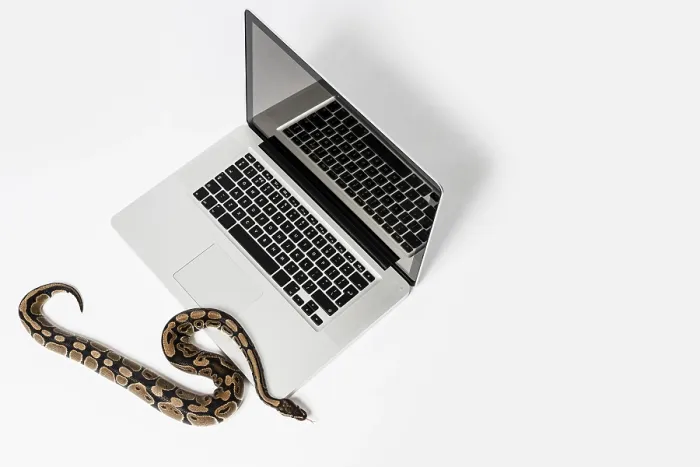 Stampa con cornice : Serpente python reale e computer portatile.