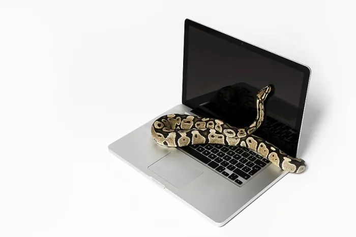 Stampa con cornice : Serpente python reale e computer portatile.