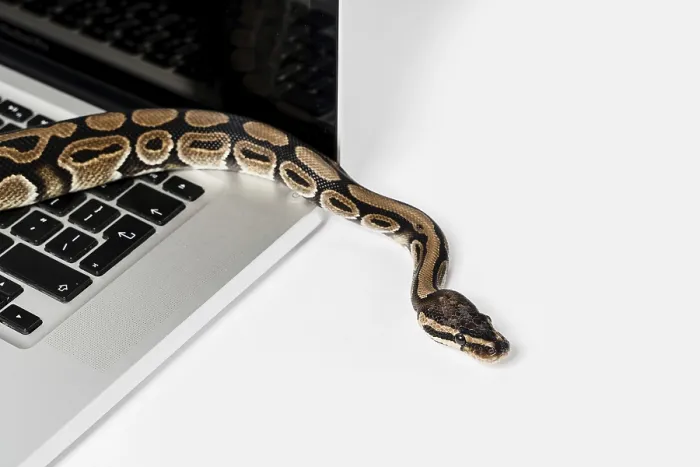Stampa con cornice : Serpente python reale e computer portatile. Stampa con cornice : Serpente python reale e computer portatile.