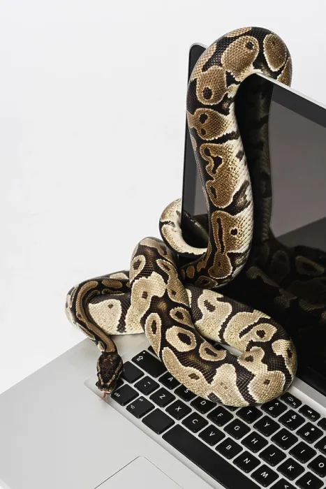 Stampa con cornice : Serpenti python reali e computer portatile. Stampa con cornice : Serpenti python reali e computer portatile.