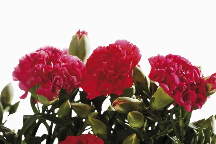 Stampa con cornice : Carnazioni rosse.