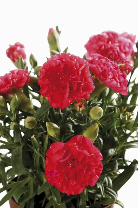 Stampa con cornice : Carni di rosa. Stampa con cornice : Carni di rosa.